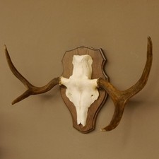 Elchgeweih kleines Elch Geweih