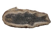 Perm  Paramblypterus gelberti