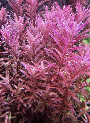 Stängel rotala blood red - blood,
