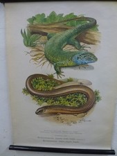 Wandkarte Anschauungstafel