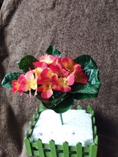 Strauß Aurikel Orange/Rot