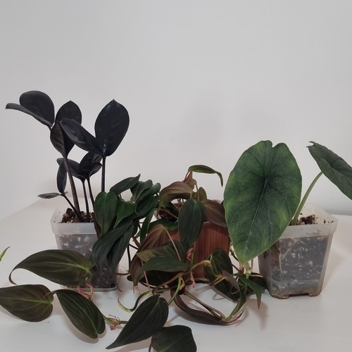3er set zimmerpflanzen - 3er-set,