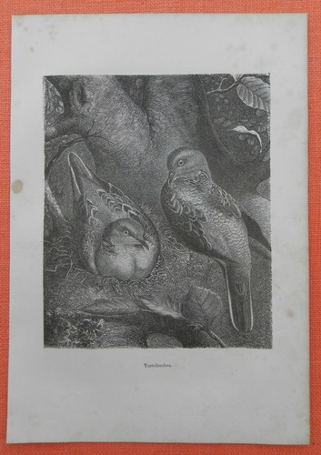 Turteltaube streptopelia - turteltaube,
