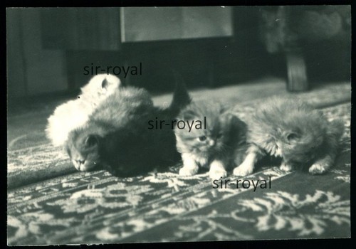 Katzenbabys schloss - im,