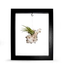 Bilderrahmen mit Muschel und Tillandsie