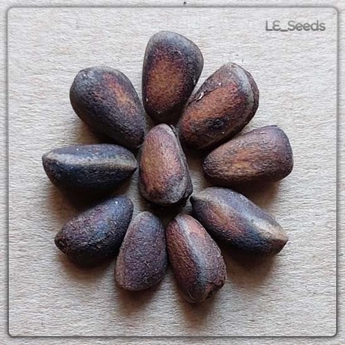 Pinus cembra samen - 10,