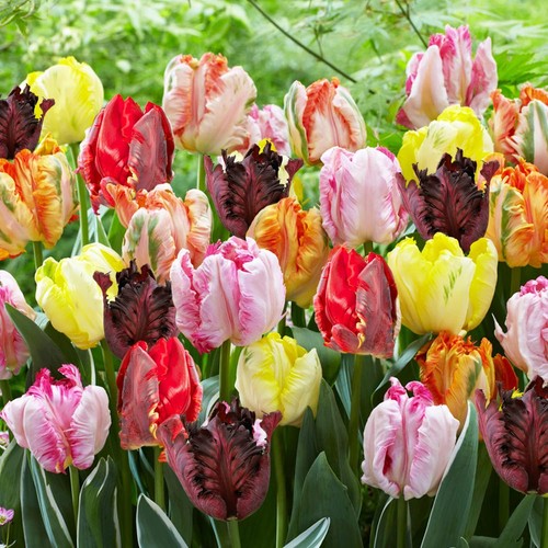Tulpen zwiebeln winterhart - zwiebeln,
