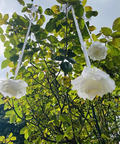 Set hängende rosen an - set,