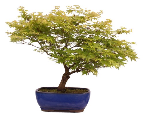 Bonsai acer palmatum - -,