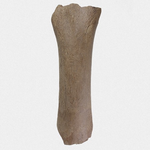 Femur mammut primigenius - mammut, m.