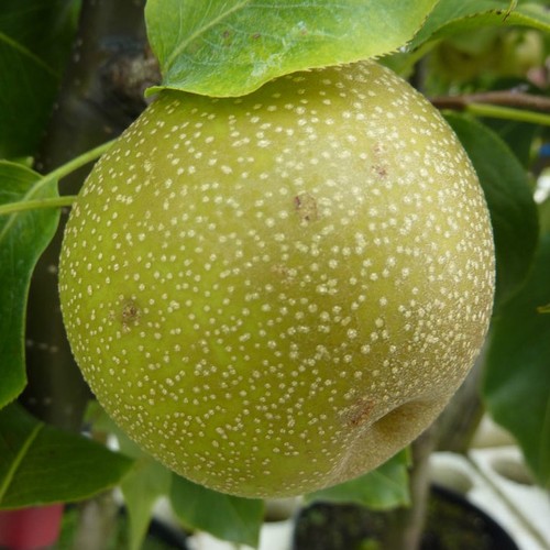 Nashi shinko nashibaum - nashi,