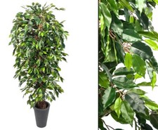 Ficus Benjamini Multitrunk mit
