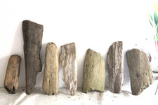 Schwemmholz Treibholz 7