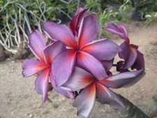 TF 616Z  Plumeria silverstar