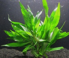 Hygrophila salicifolia - Wasserfreund Aquarienpflanze Wasserpflanze Aquarium