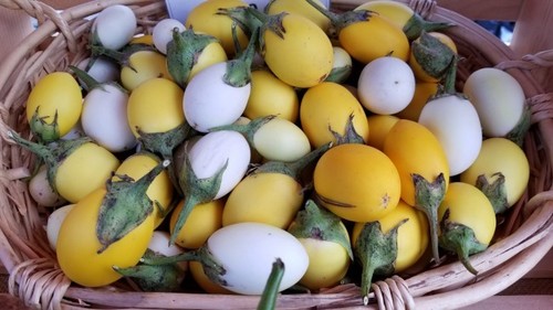 Eierbaum golden eggs - golden,