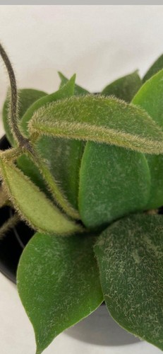 Hoya thomsonii well rooted - thomsonii,