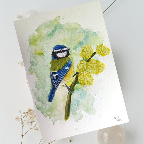 Blaumeise aquarellgemälde - blaumeise,
