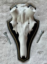 Rothirschschädel auf