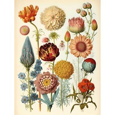 Vintage botanische - vintage,