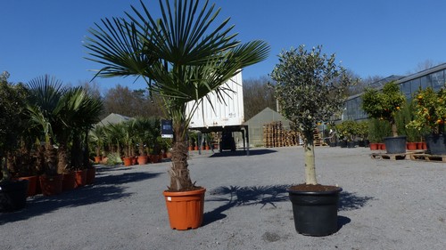 Olivenbaum xxl palme set - xxl,