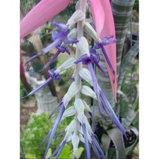 SAMEN - Brasilianische