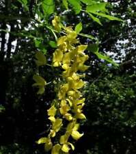 Alpen Goldregen Fastigiata 80-100cm - Laburnum alpinum
