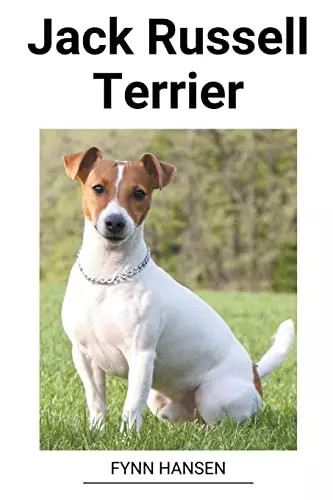 Jack russell terrier - jack,