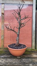 Tilia cordata bonsai - -,