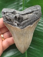 10,5 cm scharfer grauer Zahn