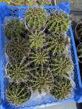 Echinopsis Hybride weiß blühend Bauernkaktus Kugel Kaktus Ableger ca. 6-9 cm