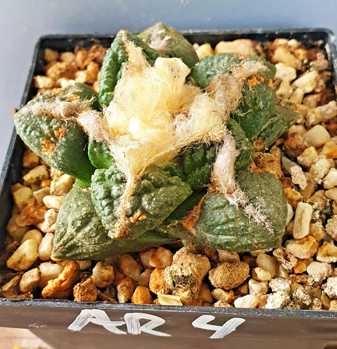 Ariocarpus auf eigenen - auf,
