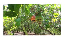 3x Anacardium occidentale Cashew Baum Pflanzen - Samen ID239