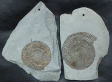 Ammonit Fossilien Jura Lias Dactylioceras commune Holzmaden