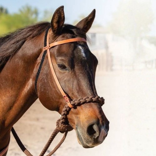 Loping hackamore - loping, –