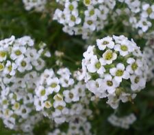 SAMEN Sämereien Garten Balkon Pflanze  Blumekasten der duftige DUFTSTEINERICH