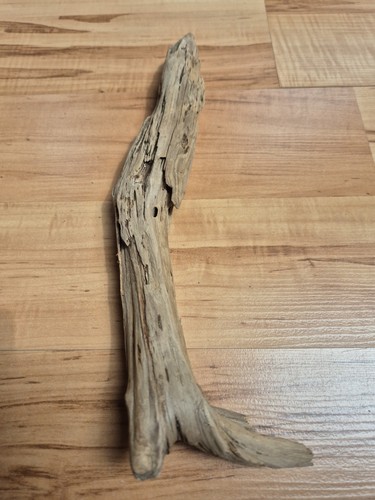 Sehr selten korios skulptur - korios,