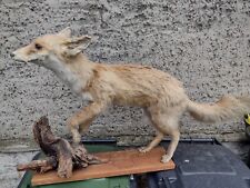 Ausgestopfter Fuchs auf Wurzel, Holzbrett, Fell, Trophäe, Tierpräparation.
