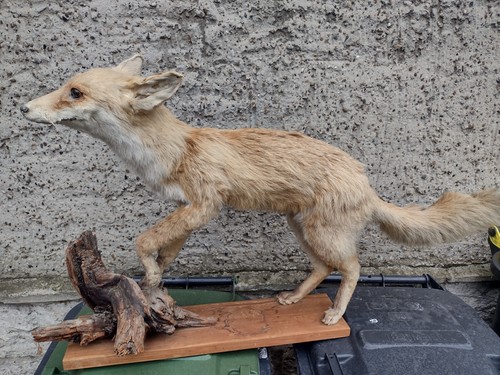 Ausgestopfter fuchs auf - ausgestopfter,