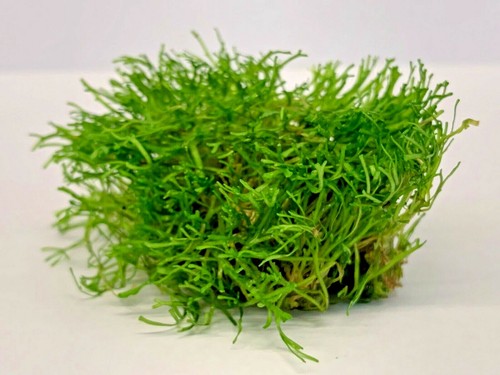 Riccia fluitans moos - riccia,