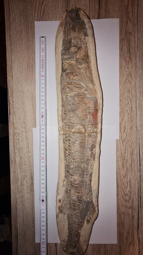Fossiler fisch 52cm - fossiler, /