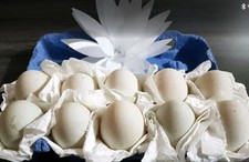 Eier Laufenten Laufenteneier