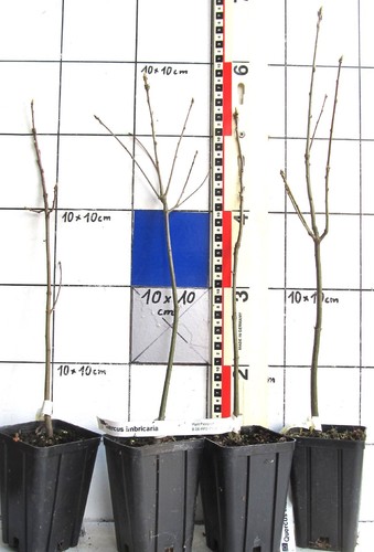 Quercus imbricaria - ,