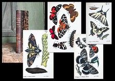 1849 Schmetterlinge Sammeln