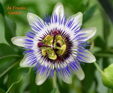 Passiflora caerulea, Passionsblume, Ranker, essbare Früchte, winterhart, 5 Samen