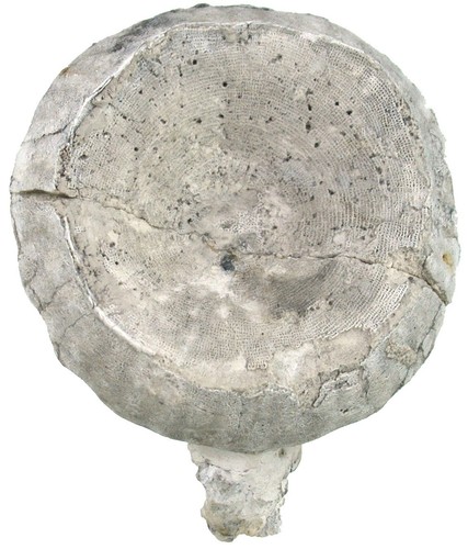 Kreide coeloptychium - kreide,