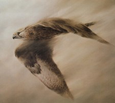 Lannerfalke Kunstdruck  42 x