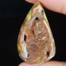 Natürlich Fossil Schnecke