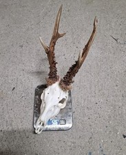 Kapitaler Rehbock 506 Gramm