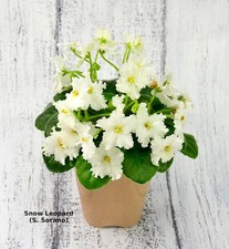 Snow Leopard African Violet